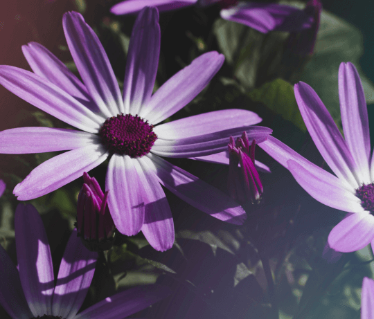 Fleurs violette représentant une collection de faux ongles adhésifs de couleur violette