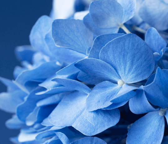 Fleurs bleues qui représente une collection de faux ongles autocollants bleu